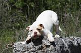 BOULEDOGUE AMERICAIN 034